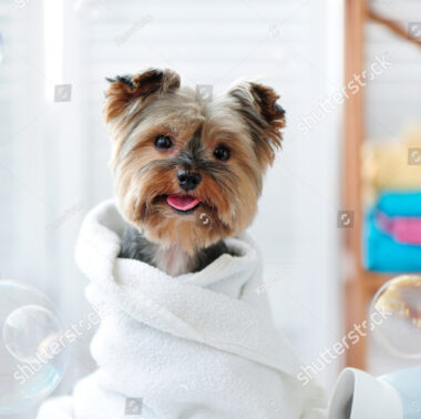 stock-photo-cute-little-yorkie-dog-in-a-towel-after-bath-1154247457